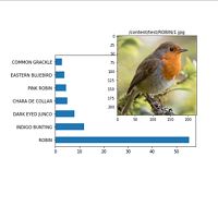Image classification for birds